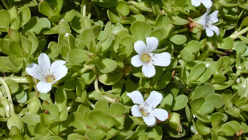 Bacopa Monnieri