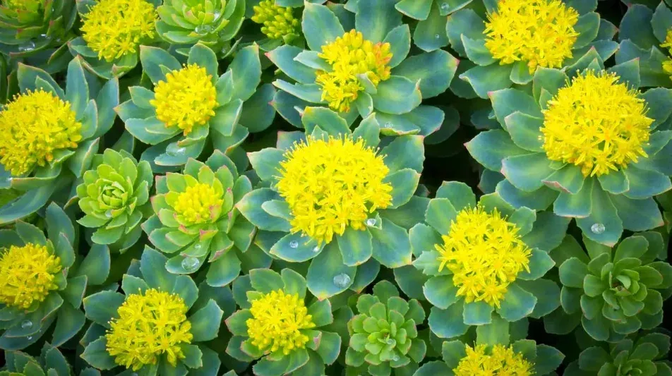 Rhodiola Rosea Root